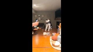 Funny Pets That Will Absolutely Brighten Up Your Day ????