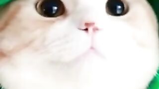 Gatinho fofos