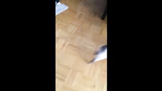 The funniest dogs and cats you ever seen????????
