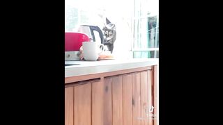 Try Not To Laugh With These Funny Pets ????