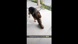 You will laugh within 10 sec with these funny pets & animals????