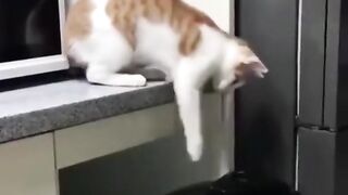 Funny- and Curious Cats