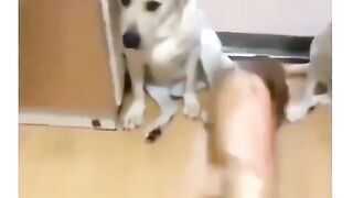 Animais obedientes