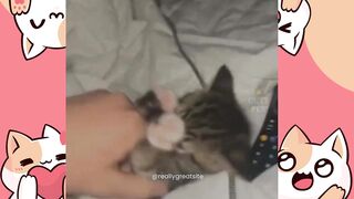 Funny cat