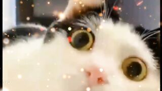 Ha ha animal funny movie