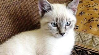Cute cats 35