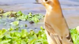 Birds 23