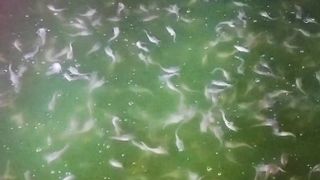 Tebar bibit hasil sortir ukuran 1-2cm, baru 2 hari sudah 2-3cm, pakan PF 1000, itulah ikan lele