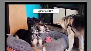 Funny Dog Viral Video 110