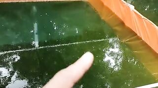 Cara antisipasi untuk mengurangi KANIBAL pada ikan lele