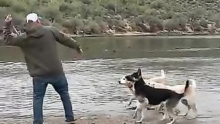 Saving man's best friend
