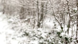 "Majestic Wilderness: Revelations of Nature's Splendor"