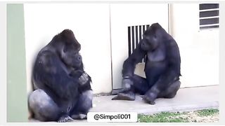 Funny Monkey Viral Video 132