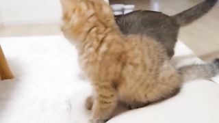 Lovely cat moment