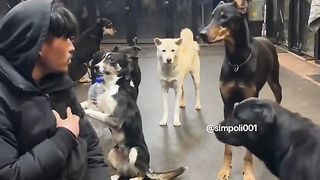 Funny Dogs Viral Video 2
