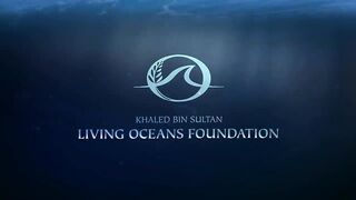 Deadly Crown-of-Thorns Starfish Video