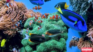 Fish beauty# Swimming of fish# Underwater Beauty  #AquariumLife #FishRelaxation