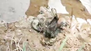 Ciri Lubang Belut Berpenghuni