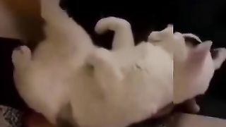 Смешные видео  про животных