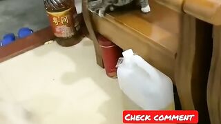 Chat vs chiens