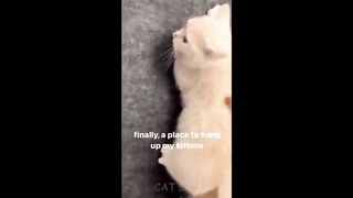 Cats with nothing to lose