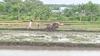 Planting rice in the fields