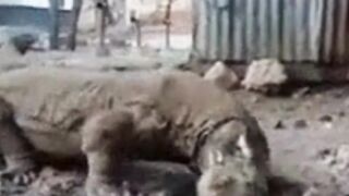 A monkey tried to kill a Komodo dragon, but....