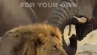 Attitude~Lion King~Learn from your mistakes