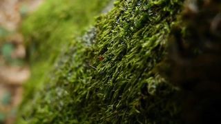 unique facts about ants