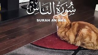 Quran 252