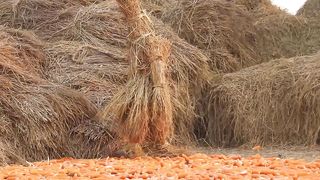 Epic Scare_ Best Bushman Prank Fails of 2023! BUSHMAN Ultimate Funniest Video Shocking????
