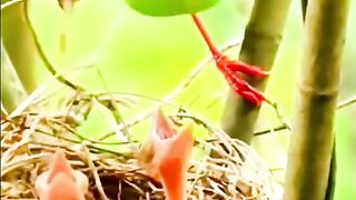 Birds 24