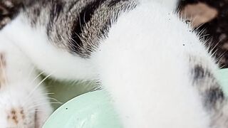 My cat 13