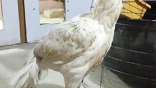 The caged ll white