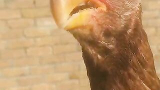 The golden parrot beak
