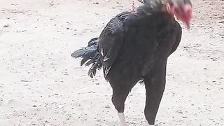 The black he. Or
