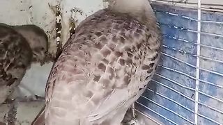 The birds are cute