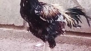 The rooster ll beautiful rooster