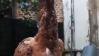 The hen and rooster ll rooster pretty