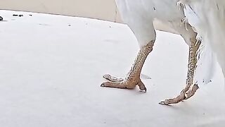 The white aseel ll beautiful aseel farming