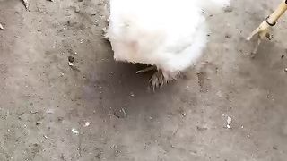 The little silky babies