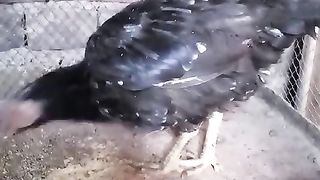 The eating hen