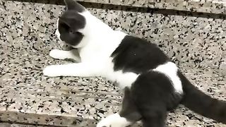 Funny actions 186
