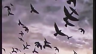aesthetic_whatsapp_status_videos_-_aesthetic_song_-_aesthetic_status_-_aesthetic_video_-_aesthetic(360p).