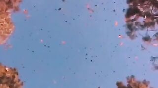 Aesthetic_clips_for_edits(360p).