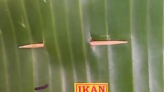 Nasi Kuning Ikan