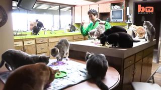 Ultimate Cat Lady: Woman Shares Her Home With 1,100 Felines