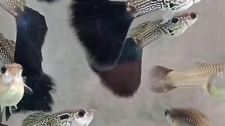 Guppy 2