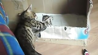 Bengal cat talking to her kitten - ORIGINAL