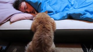 Our Funny Cat: "Why Won't He Wake Up to Play With Me?"